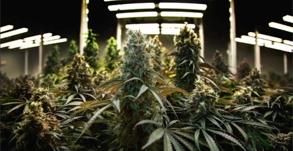 EDINBURGH TAXI TRADE OUTRAGED BY LENIENT ONE-MONTH BAN FOR DRIVER LINKED TO CANNABIS FARM