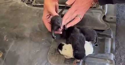 PURRFECT RESCUE AFTER BIRMINGHAM CABBIE FINDS KITTENS IN HIS ENGINE