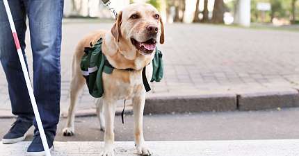 APPALLED AT THE DISCRIMINATION PH DRIVER FINED FOR REFUSING BLIND PASSENGER AND GUIDE DOG