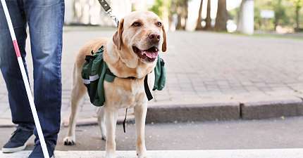 CHECKS TO SEE IF LICHFIELD DRIVERS COMPLYING WITH LAW ON CARRYING ASSISTANCE DOGS
