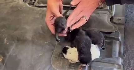 PURRFECT RESCUE AFTER BIRMINGHAM CABBIE FINDS KITTENS IN HIS ENGINE