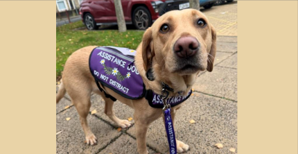 NELSON TAXI DRIVER ORDERED TO PAY OVER 500 OVER ASSISTANCE DOG REFUSAL